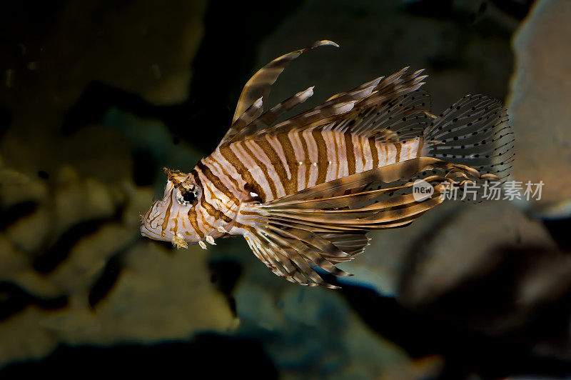 红狮子鱼(Pterois volitans)是一种有毒的珊瑚礁鱼，属于蝎科，蝎目。在印度洋-太平洋地区发现，但已成为加勒比海和美国东海岸的一个巨大入侵问题